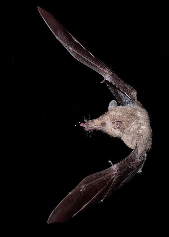 Mexican Long-tongued Bat