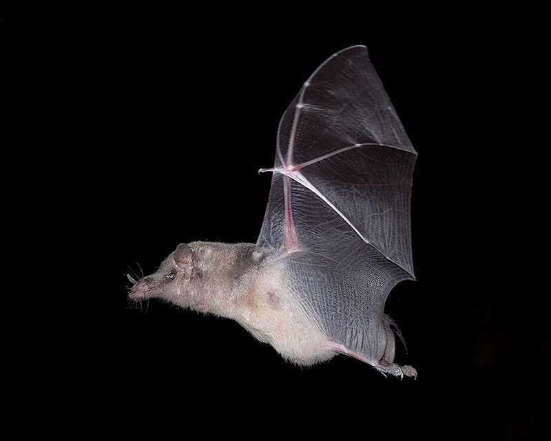 Mexican Long-tongued Bat