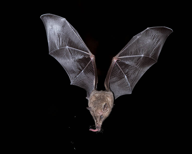 Mexican Long-tongued Bat