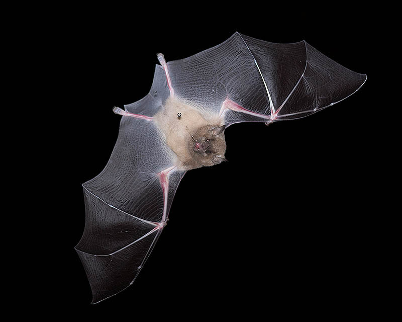 Mexican Long-tongued Bat