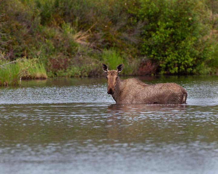 moose