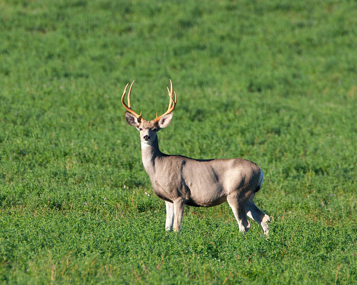 mule deer