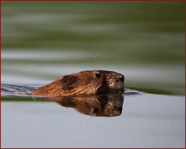 muskrat