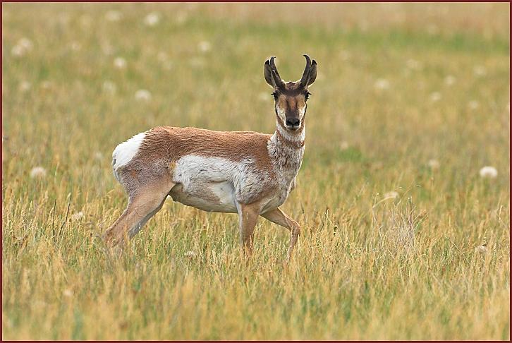 pronghorn