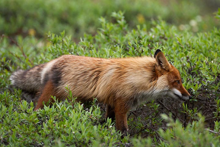 red fox