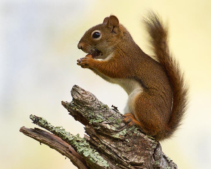 Red Squirrel