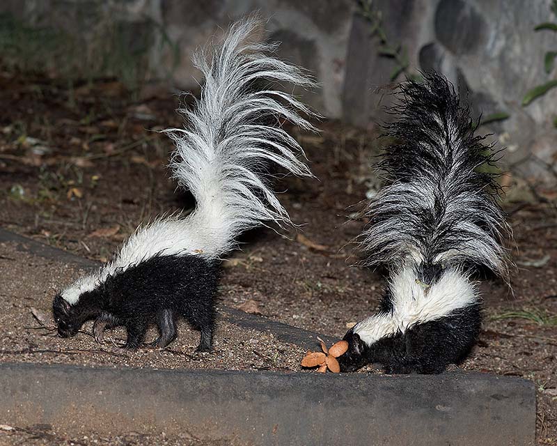 Striped Skunk