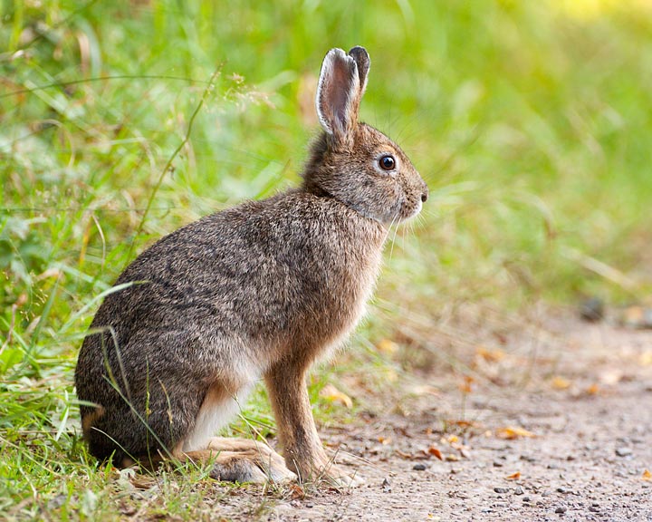 snowshoe hare