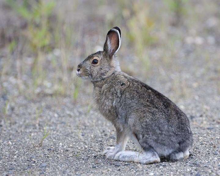 snowshoe hare