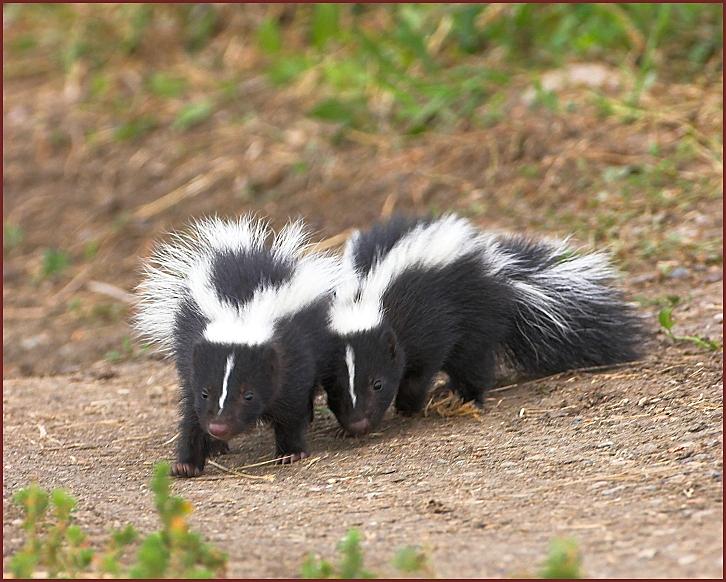 striped skunk