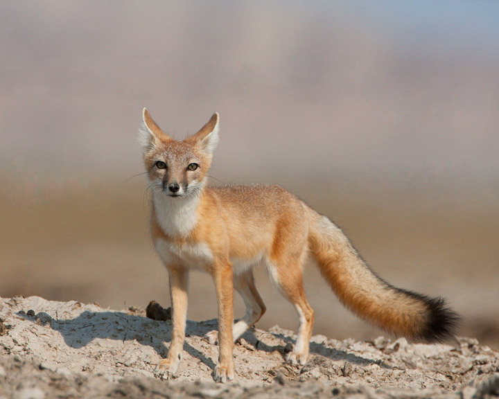 swift fox