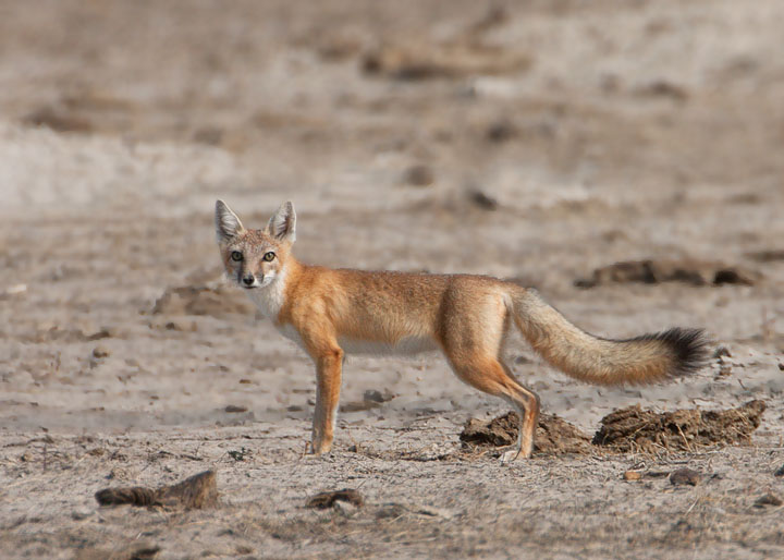 swift fox