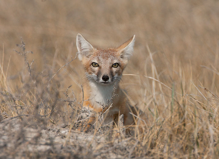 swift fox