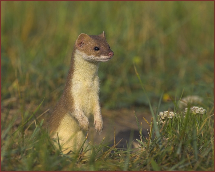 long-tailed weasel