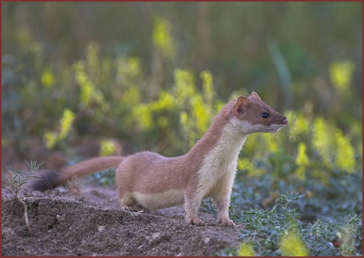 long-tailed weasel