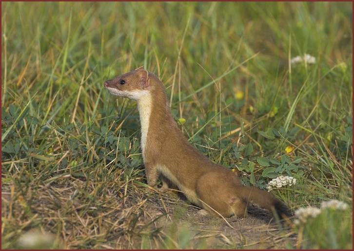 long-tailed weasel