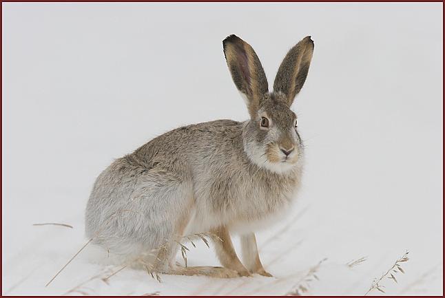 white-tailed jackrabbit