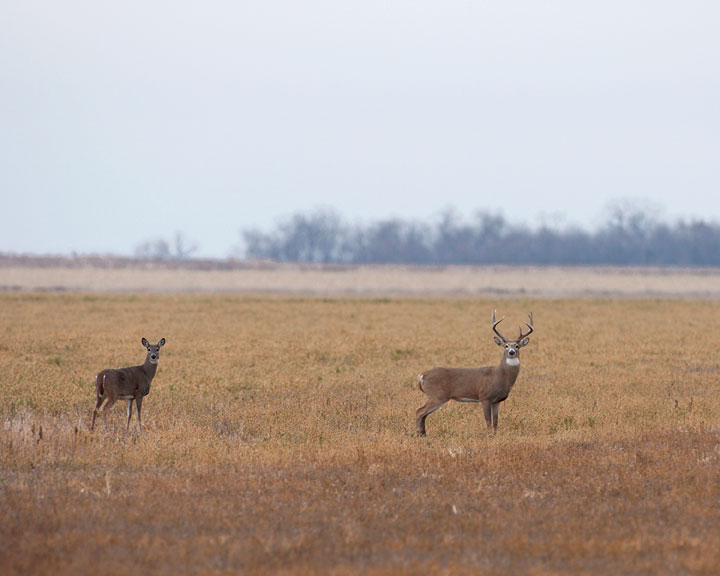 white-tailed deer