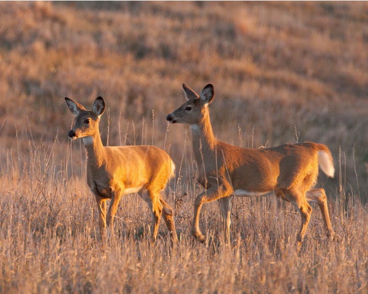 white-tailed deer