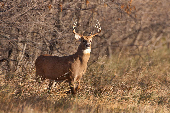 white-tailed deer