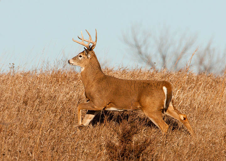 white-tailed deer