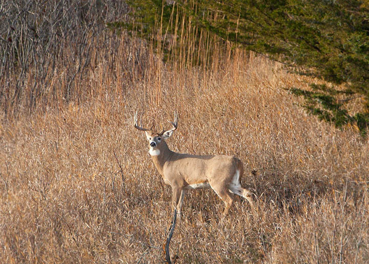 white-tailed deer