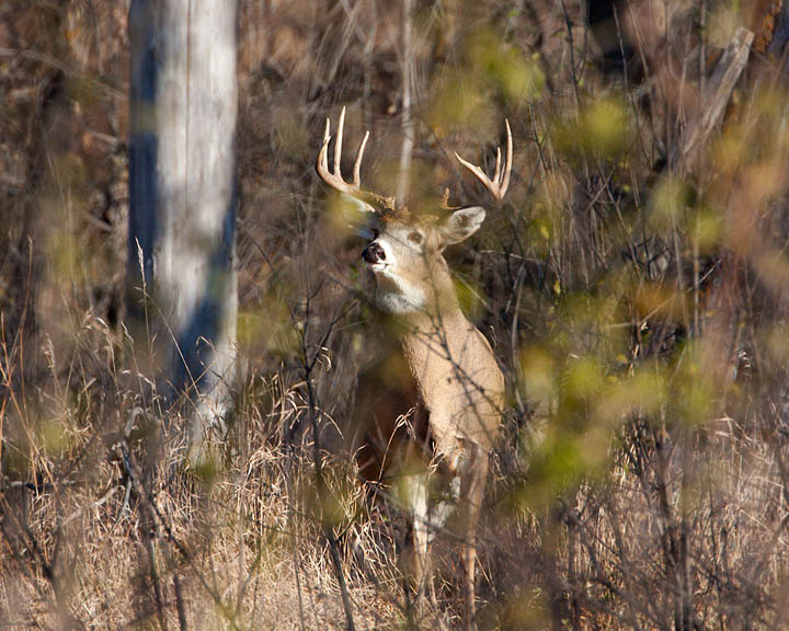 white-tailed deer