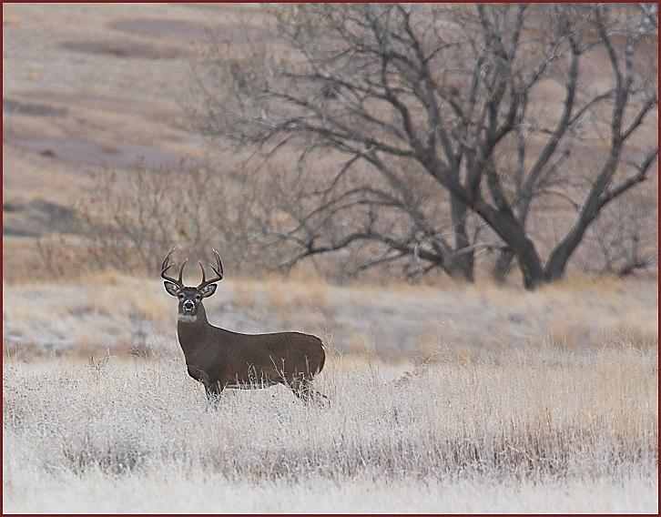 white-tailed deer