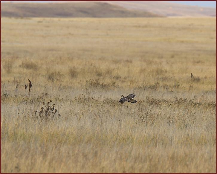 grasslands