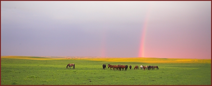 horses with rainbow