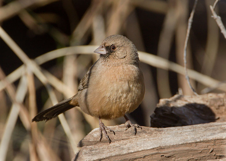 Abert's Towhee