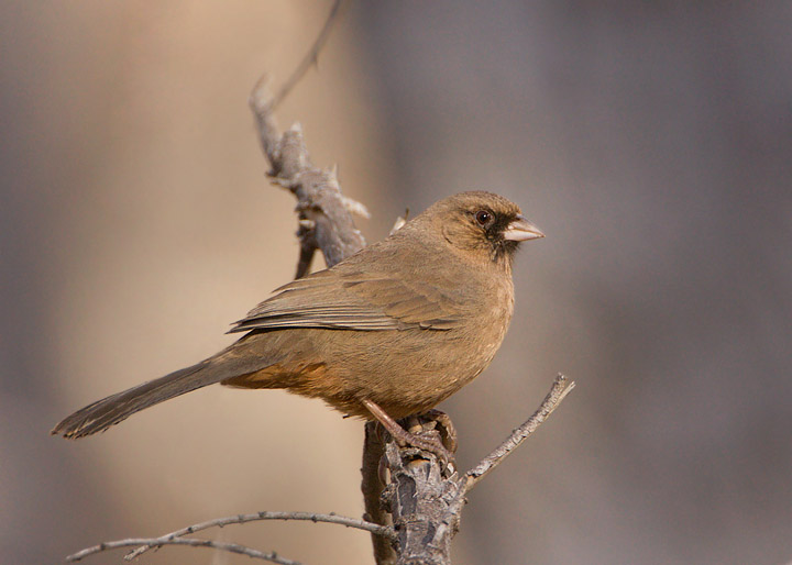 Abert's Towhee