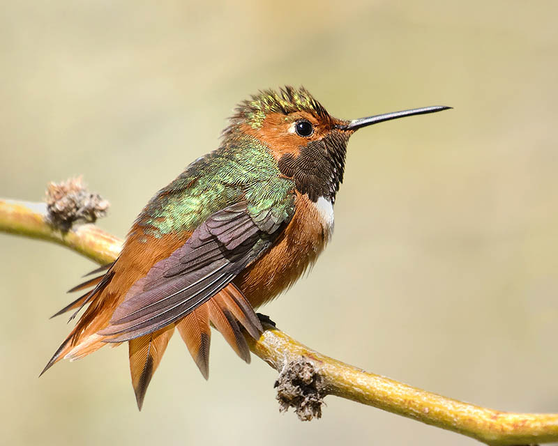 Allen's Hummingbird