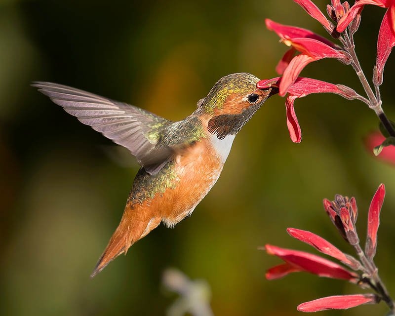 Allen's Hummingbird