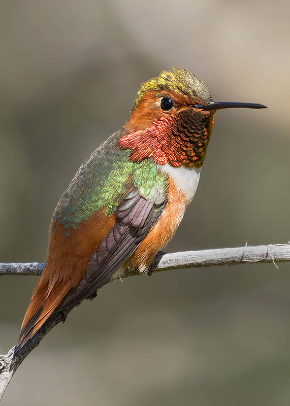 Allen's Hummingbird