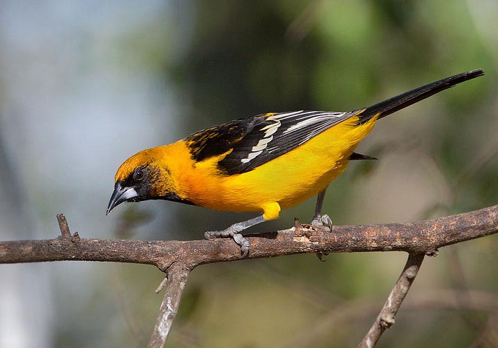 Altamira Oriole/Audubon's Oriole hybrid