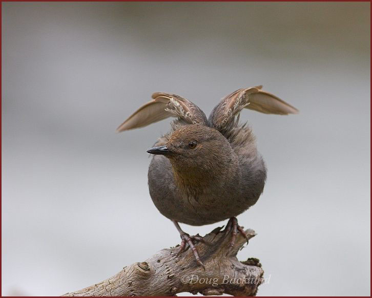 American Dipper, Cinclus mexicanus