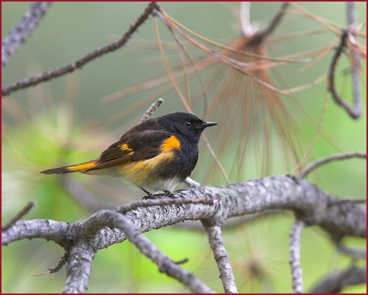 American Redstart