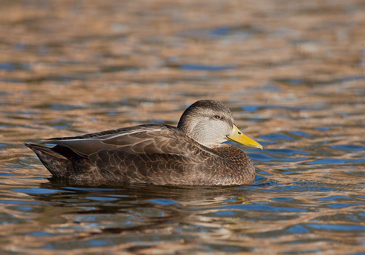 American Black Duck