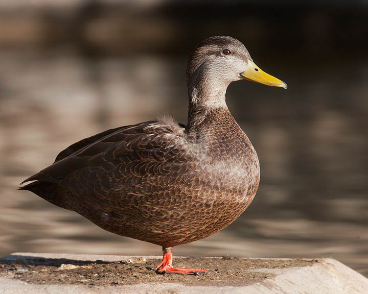 American Black Duck