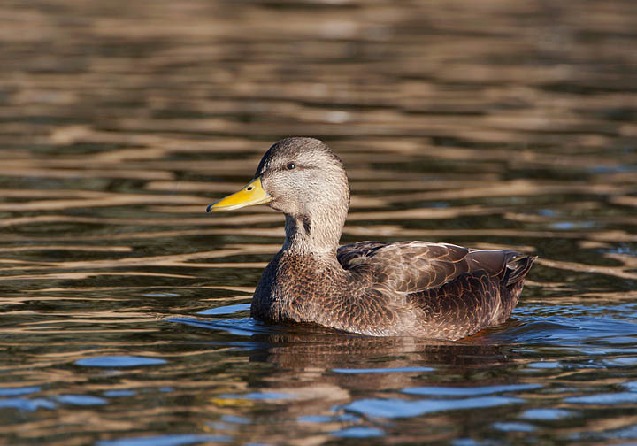 American Black Duck