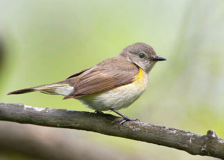 American Redstart