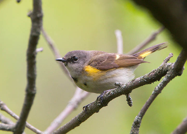 American Redstart