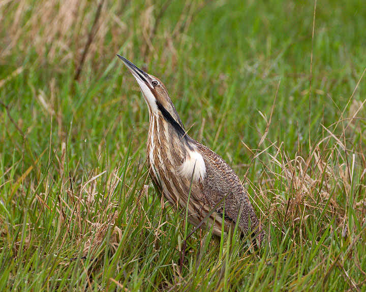 American Bittern