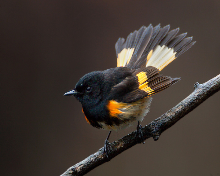 American Redstart