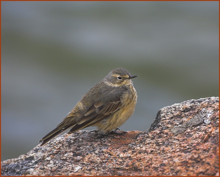 American Pipit