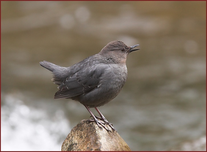 American Dipper