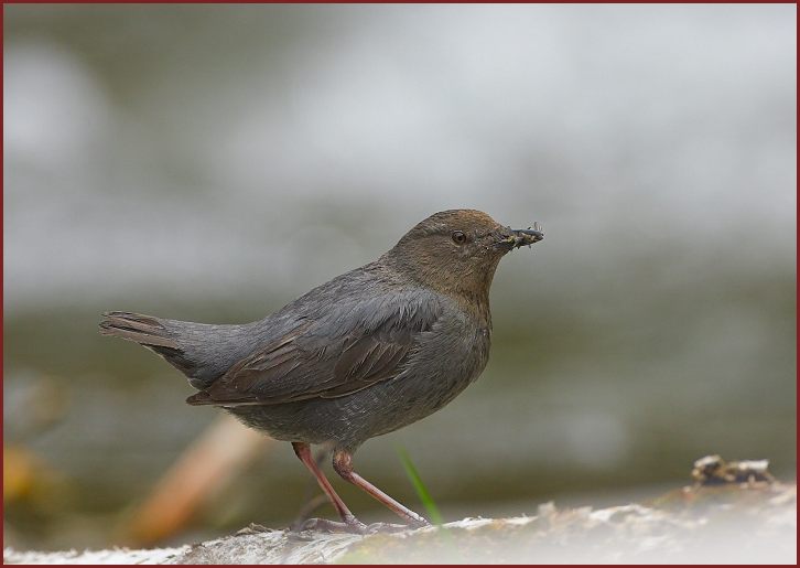 American Dipper