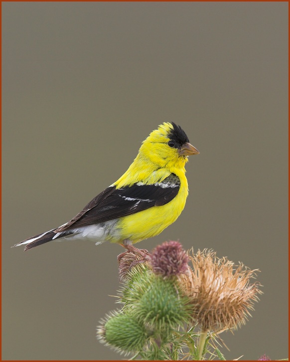 American Goldfinch