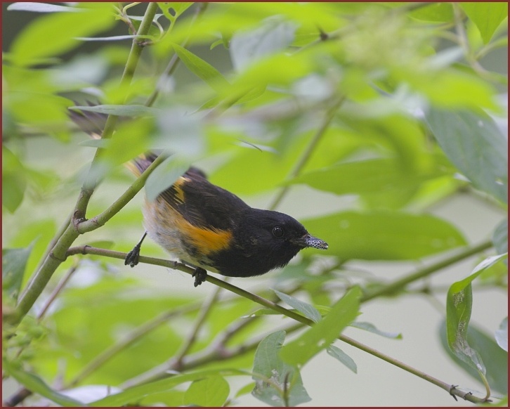 American Redstart with spittlebug